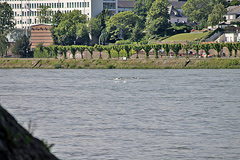 Foto vom Bonn Triathlon 2012 - 70452