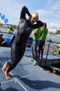Bonn Triathlon - Swim 2012 (80573)